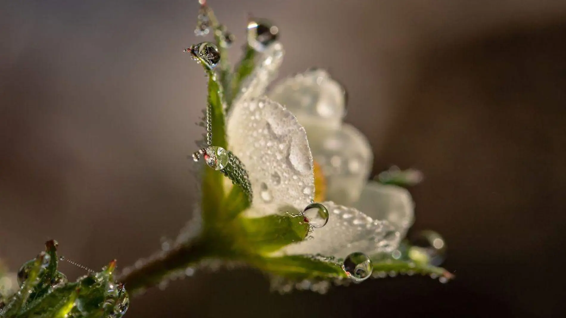 Flor esqueleto